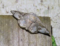 Canaea hyalospila