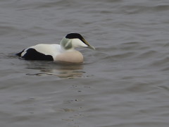 Somateria mollissima