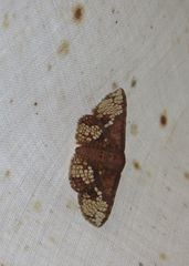 Canaea hyalospila