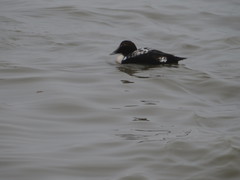 Somateria mollissima