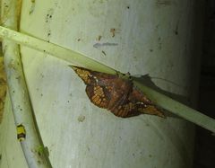 Canaea hyalospila