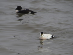 Somateria mollissima