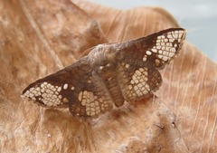 Canaea hyalospila
