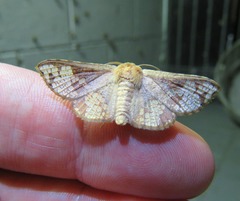 Canaea hyalospila