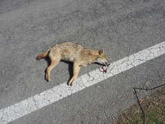 Canis aureus indicus