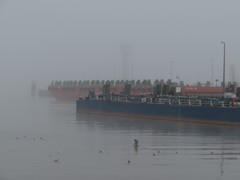 Chroicocephalus ridibundus