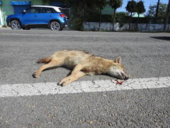 Canis aureus indicus