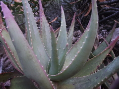 Aloe comptonii