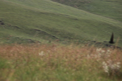 Hirundo atrocaerulea