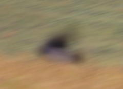 Hirundo atrocaerulea