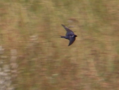 Hirundo atrocaerulea