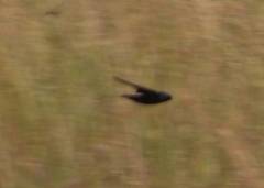 Hirundo atrocaerulea