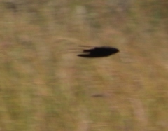 Hirundo atrocaerulea