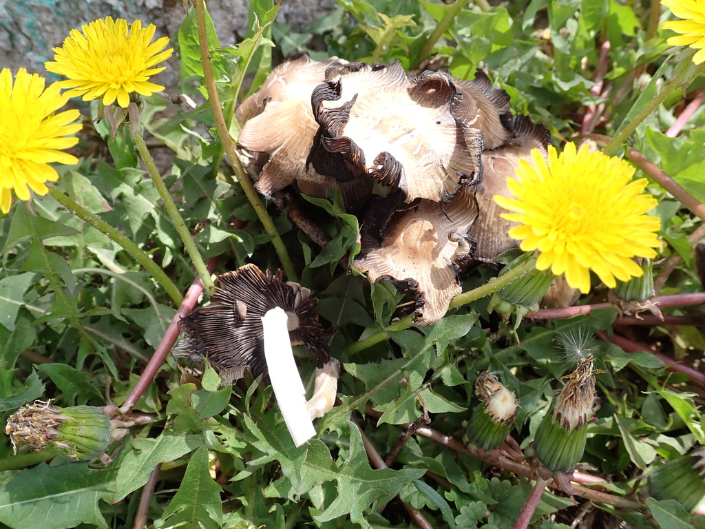 Coprinellus micaceus · April 2026 · photo: © reago (iNaturalist, cc-by)