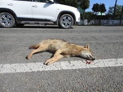 Canis aureus indicus