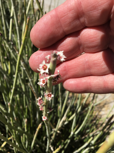 candelilla