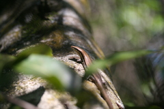 Marisora aquilonaria
