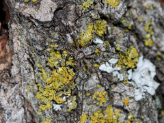 Rhysodromus pictus