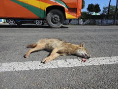 Canis aureus indicus