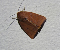 Carea unipunctata