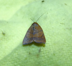 Carea unipunctata