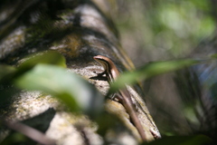 Marisora aquilonaria