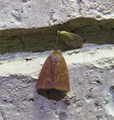 Carea unipunctata