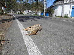 Canis aureus indicus