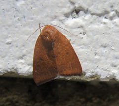 Carea unipunctata