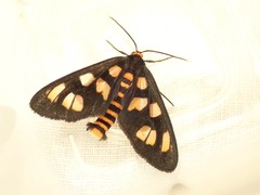 Amata nigriceps