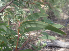Acacia falciformis, photograph author not stated, no rights reserved