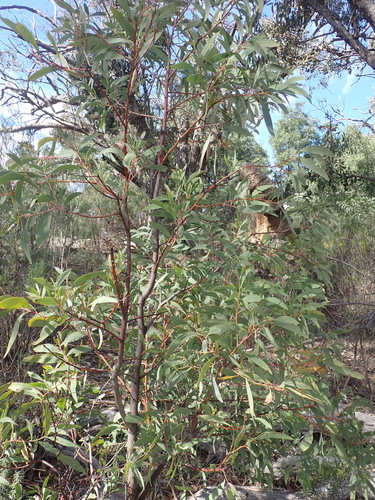 Acacia falciformis, photograph 4