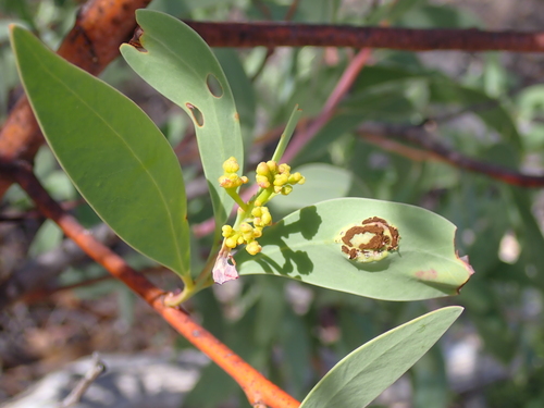 Acacia falciformis, photograph 3