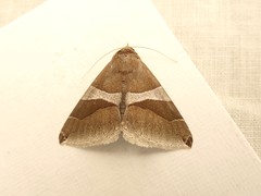 Dysgonia constricta