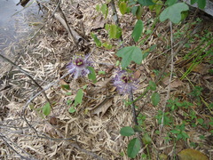 Passiflora watsoniana