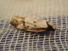 Palimmeces variegata