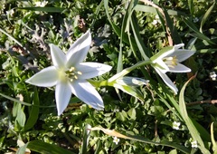 Ornithogalum sintenisii