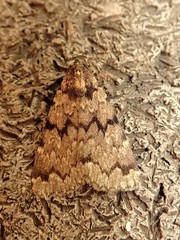 Mormoscopa phricozona