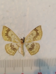 Cyclophora annularia