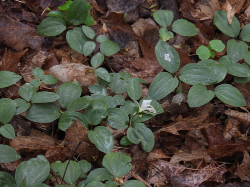 Trillium nivale, photograph 3