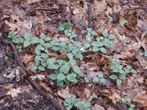 Trillium nivale, photograph 4