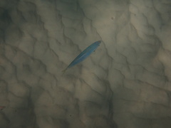 Trachurus