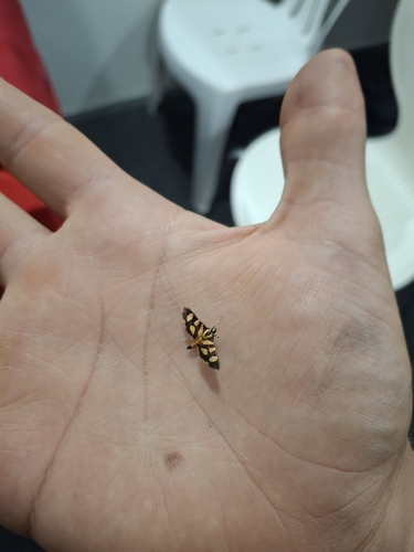Orange-spotted Flower Moth
