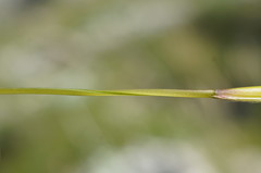 Stipa lithophila