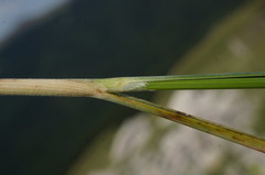 Stipa lithophila
