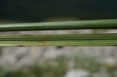 Stipa lithophila