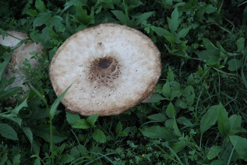 Chlorophyllum molybdites · April 2026 · photo: © texas_nature_family (iNaturalist, cc-by)