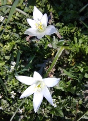 Ornithogalum sintenisii