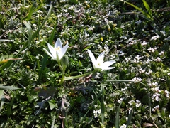 Ornithogalum sintenisii