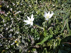 Ornithogalum sintenisii
